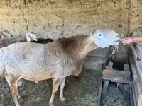 قوچ, Hissar sheep — عکس 2