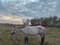 Iapă, Horse breed — foto 6