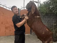 بز نر, Kamori goats — عکس 2