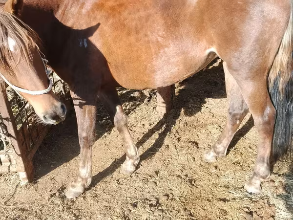 Hoppe, French Trotter