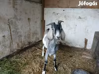 Kambing jantan, Nubian Goat — foto 1