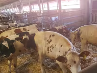 گاو و گوساله (گروه، جنسیت مشخص نشده), Russian Black pied cattle — عکس 1