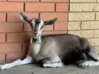 Capra, Saanen goat — foto 5