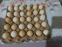 Chickens — sawirka 3