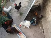 Chickens — عکس 6
