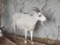 Kambing betina, Saanen goat — foto 2