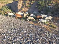 Capra, Capre — foto 1