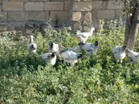 Chickens — Foto 3
