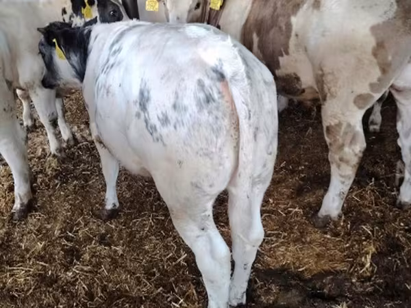 Stier, Belgische Blauwe