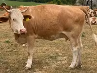 Krava, Simmental cattle — foto 2