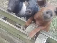 Babi hutan, Дюрок — foto 3