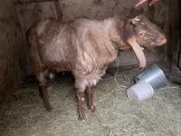 Bode, Nubian Goat — foto 7