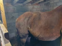 Caballo, Vladimir heavy draft — foto 6