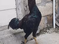 Chickens — foto 4