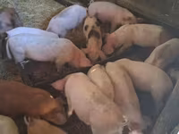 Babi betina, Дюрок — foto 5