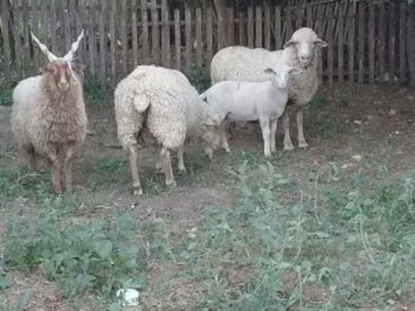 قوچ, گوسفند