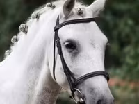 اسب نر, Falabella — عکس 2