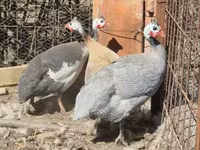ላቬንደር — ፎቶ 3