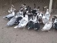 Ducks — 사진 3