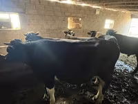 Lembu jantan, Cattle — foto 6