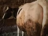 Lembu betina, Holstein breed — foto 3