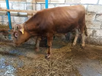Bulle, Rotbunte Rasse — Foto 6