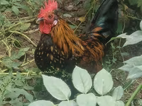Chickens — foto 5