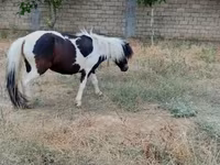 Kuda betina, Horses — foto 1