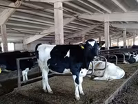 황소, Russian Black pied cattle — 사진 4