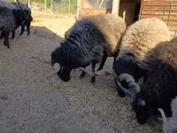 قوچ, Racka sheep — عکس 2