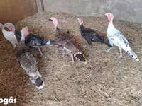 Turkeys — 사진 2