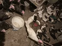Turkeys — снимка 5