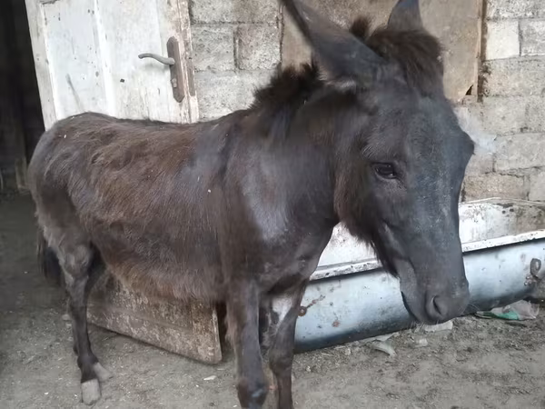 Horse (M), Horses