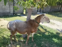 Ovan, Arashan sheep — fotografija 1