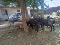 Carneiro, Arashan sheep — foto 6