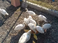 Ducks — Foto 4