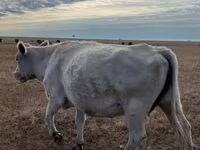 Kuh, Latvian Blue cattle — Foto 1