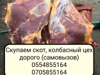 ወንድ በሬ, Cattle — ፎቶ 5