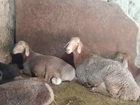 Ovce, Afghan Arabi sheep — foto 4