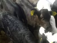 Kvæg (parti, køn ikke angivet), Simmental cattle — foto 7