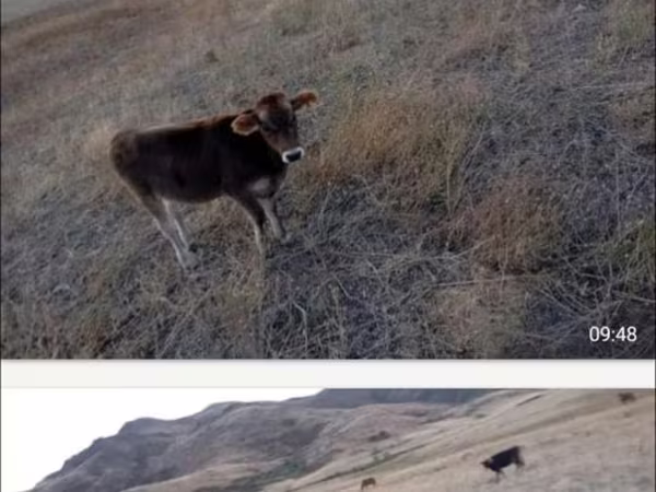 암소, Latvian Blue cattle