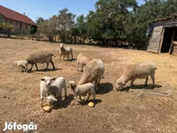 Domba betina, Sheep — foto 2