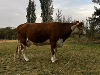 Krowa, Simmental cattle — zdjęcie 3