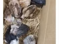 Chickens — photo 3