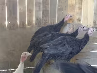 Turkeys — عکس 2