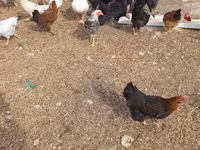Chickens — zdjęcie 8