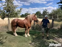 Stute, Hungarian horse breed — Foto 6
