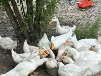 Pekin german — foto 2