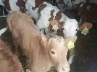 วัวตัวผู้, Simmental cattle — รูปภาพ 3