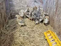 Chickens — الصورة 1